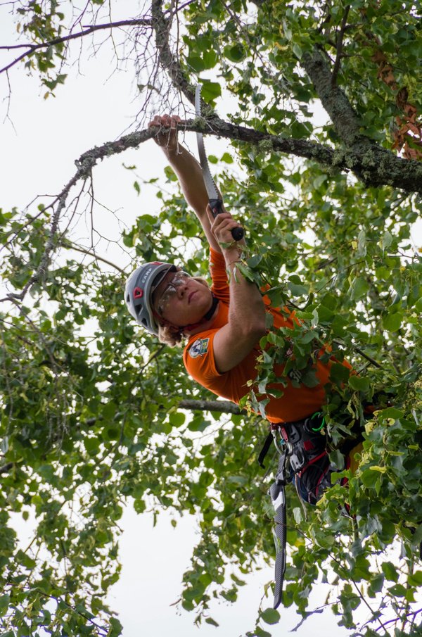 Ultimate guide to tree surgeons in Aberdeen for every need